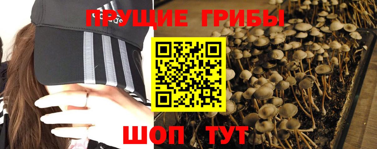 Псилоцибиновые грибы Cubensis  Вход с VPN  Клин 